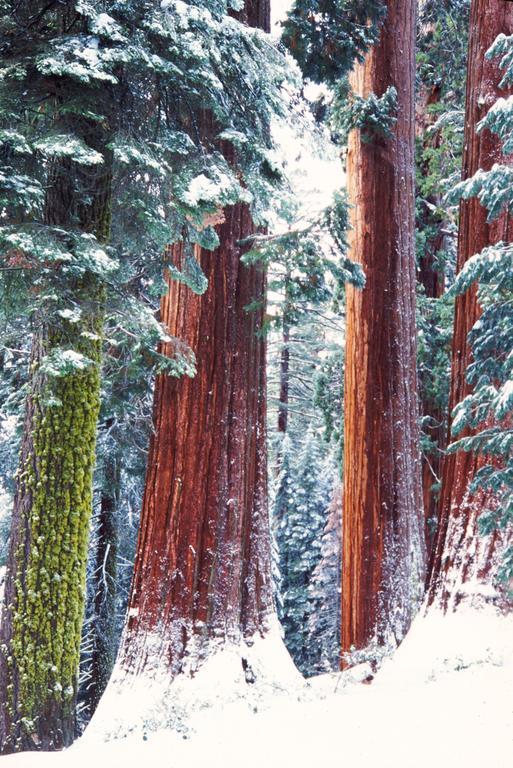 Montecito Sequoia Lodge Wilsonia Bagian luar foto